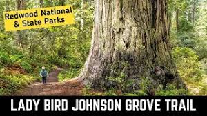 Check spelling or type a new query. Lady Bird Johnson Grove Trail Redwood National State Parks California Youtube
