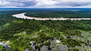 Menurut penelitian yang dilakukan oleh lipi (lembaga ilmu pengetahuan indonesia). Habitat Untuk Perlindungan Keanekaragaman Hayati Peran Penting Lahan Gambut Pantau Gambut