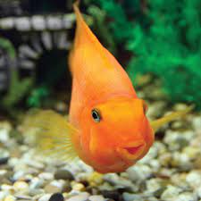 Read customer reviews & find best sellers. Parrot Fish Sedgley Road Aquarium