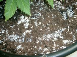 Will cinnamon work on this too? White Mold On Top Layer Of Soil Grasscity Forums The 1 Marijuana Community Online