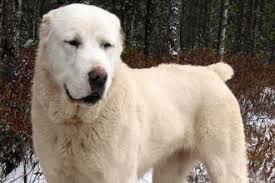 The prices for both dogs will range, depending on if you're looking at pet vs. Kurdish Kangal Puppies Biological Science Picture Directory Pulpbits Net