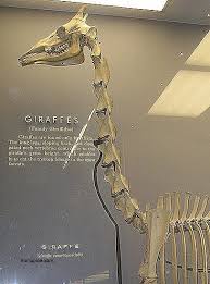 We are not certain what this restriction is, but it may. How Many Bones Are There In A Giraffe S Body Quora