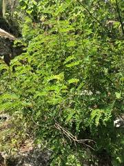 Image result for Indigofera lyallii