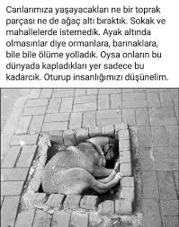 Hayvan Sevgisi Sozleri Yasanacak Dunya