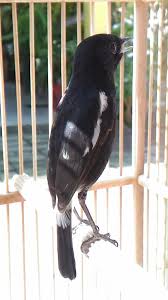 Burung decu juga sering kali terjun lansung di daratan untuk berburu makanan. Download Gambar Burung Decu Pickini