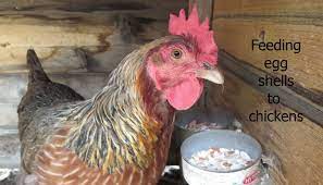 Feeding Egg Shells To Chickens