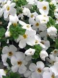 Image result for are bacopa annual or perennial