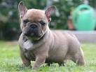 Affordable French (Frenchie) Bulldog Puppies for Sale