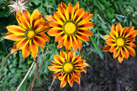 Gazania plant ,gazania care in winter, ,gazania propagation, ,gazania plants for sale, ,gazania seeds, ,gazania rigens, ,gazania. Gazania Rigens Gazania Splendens Schatzblume Gruppe Von Roten Streifen Gazanias In Voller Blute Lizenzfreie Fotos Bilder Und Stock Fotografie Image 84501720