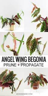 Angel Wing Begonia Care Prune And Propagate Your Plant Plants Propagating Plants Angel Plant