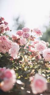 Here you can find the best spring flower wallpapers uploaded by our community. Spring Flowers Iphone Wallpapers Top Free Spring Flowers Iphone Backgrounds Wallpaperaccess