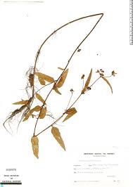 Image result for Melochia melissifolia