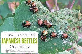 How To Control Japanese Beetles Organically Get Busy Gardening