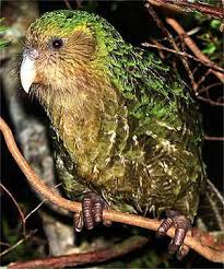 Birds That Cannot Fly Are Called Kakapo Means Night Parrot Aka Owl Parrot It S A Species Of Large Flightless Nocturnal Parrot Native To New Zealand It Has Finely B Kakapo Parrot Pet Birds