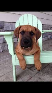 Cur Pitbull Mix Puppy Pitbull Mix Puppies Pitbull Mix Puppies