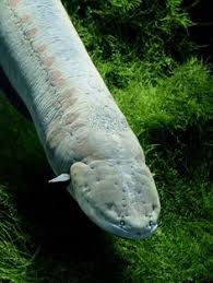 9 Electric Eels Ideas Electric Eel Electricity Beneath The Sea The electric eel wheel is an affordable electric spinning wheel that is revolutionizing the fiber world! 9 electric eels ideas electric eel