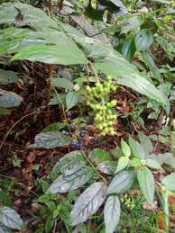 Image result for Bertiera