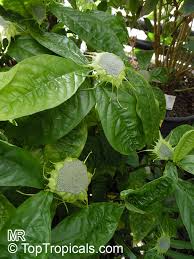 Image result for Dorstenia psilurus