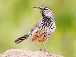 As arizona's largest wren, measuring 7 to 8 inches long, the cactus wren lives in the sonoran desert and grasslands where the cholla cactus is found. Cactus Wren Identification All About Birds Cornell Lab Of Ornithology