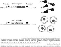 · 0 ratings · 0 reviews. Virus Glycoproteins Tagged With The Human Fc Domain As Second Generation Vaccine Candidates Springerlink