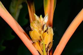 Image result for Chlorophytum Amaniense