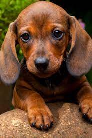 Adorable Dachshund Dachshund Puppy Miniature Cute Baby Animals Dachshund Puppies
