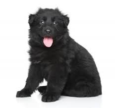 German shepherd dog puppy for sale in bakersfield, ca, usa. 7 Things You Didn T Know About The Black German Shepherd Animalso