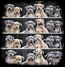 We specialize in blue pitbulls, tri pits, brindle bullies, and most of all xl bully puppies. Xl American Bully Breeders In Florida Florida State Bullys