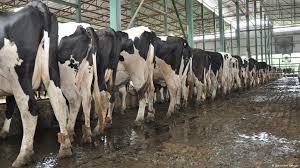 تفسير حلم رؤية البقرة والثور وقطيع بقر في المنام cow. Ø£Ù„Ù…Ø§Ù†ÙŠØ§ Ø¥Ù‚Ø¨Ø§Ù„ Ø¹Ù„Ù‰ Ø§Ù„ØªÙ„Ù‚ÙŠØ­ Ø§Ù„Ø§ØµØ·Ù†Ø§Ø¹ÙŠ Ù„Ù„Ø­ØµÙˆÙ„ Ø¹Ù„Ù‰ Ù…Ø§Ø´ÙŠØ© Ù…Ù…ÙŠØ²Ø© Ù…Ù†ÙˆØ¹Ø§Øª Ù†Ø§ÙØ°Ø© Dw Ø¹Ø±Ø¨ÙŠØ© Ø¹Ù„Ù‰ Ø­ÙŠØ§Ø© Ø§Ù„Ù…Ø´Ø§Ù‡ÙŠØ± ÙˆØ§Ù„Ø£Ø­Ø¯Ø§Ø« Ø§Ù„Ø·Ø±ÙŠÙØ© Dw 13 10 2017