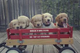 The ancestors of this breed golden retrievers from different locations like. Golden Retriever Mix Dogs Pets And Animals Forsale Sacramento Ca