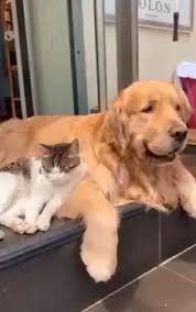 Take a look through these adorable puppy photos to make your day instantly brighten. Dan Archambault Danarch56 Profile Pinterest