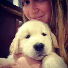Tips for 8-week-old golden retriever puppies