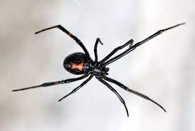 Widows also run from most predators and would be hard to extract from their small crevices they hid in. Deadly Black Widow Spiders Feast On Males After Mating With Them And Liquefy Their Prey