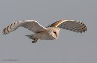 Barn Owls in Flight – Feathered Photography