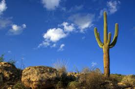 Let it have a long drink now to let it take in as much water as it can before you leave college and it wont know you've been away. How Does A Cactus Live Without Water Wonderopolis