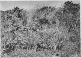 Image result for Cassipourea mollis