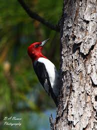 Bird With Red Head And Gray Body Red Headed Woodpecker By Barbara Bowen Woodpecker Florida Birding Relaxing Backyard