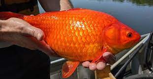 Home»laugh time»how big can goldfish get? Gefdjw4ptl Hcm