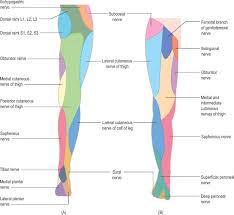 dermatome an overview sciencedirect topics