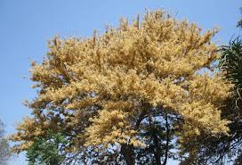 Image result for Acacia galpinii