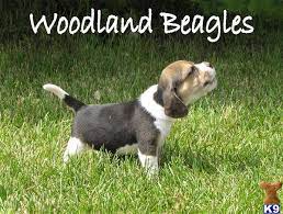 Like a most hounds the beagle does have a. Beagle Puppy For Sale Woodland Beagles 7 Years Old