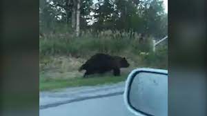 Maybe you would like to learn more about one of these? Alaska Grizzly Bear Races Driver At 30 Mph Video Shows Miami Herald