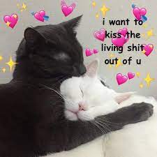 Will Be Alright Cute Love Memes Funny Cat Memes Cute Memes