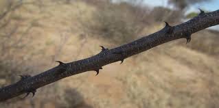 Image result for Acacia mellifera