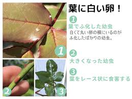 バラの枝が白くなるのは異常 病害虫が発生しているのかも