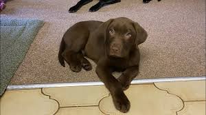 Depending on their parents' quality, the cost can go up to $900. If You Want A Chocolate Lab This Is What You Need To Know K9 Web
