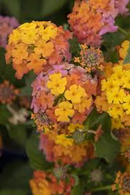 Image result for Lantana moldenkei