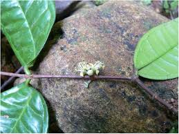 Image result for Belonophora