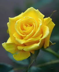 Originally bred for cut flowers, this amazing red and yellow rose is now available to grow in your garden. Pin By Rose Marie Delgado On Verde E Amarelo Beautiful Rose Flowers Rose Flower Yellow Roses