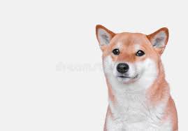 Aplacewherepigeonsgather has uploaded 34 photos to flickr. Portrait Of Young Shiba Inu Dog On White Background Stock Image Image Of Cuddly Breed 142214319